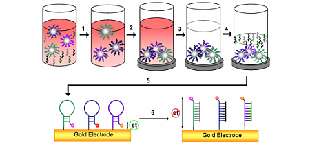Seed Project: Electronic DNA Detection via Magnetic Particles Preconcentration