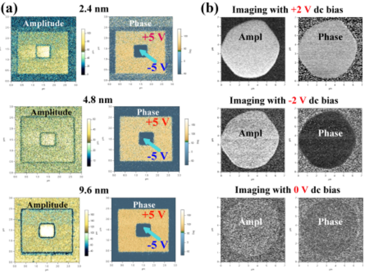 PFM images of the bi-domain patterns in the BTO/SRO structures (a) and SRO/BTO/SRO structures (b).